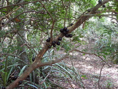 Plinia cauliflora