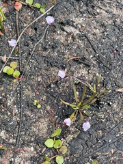 Utricularia lateriflora