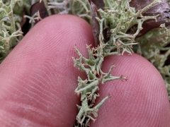 Cladonia rangiformis
