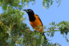Icterus icterus