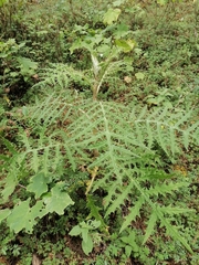 Cirsium subcoriaceum