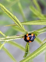 Brachiacantha
