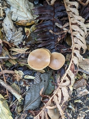 Psilocybe