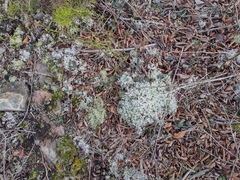 Cladonia rangiformis