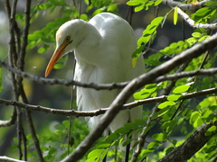 Ardea intermedia