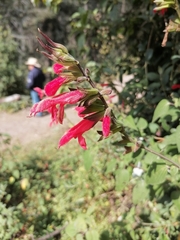 Salvia fulgens