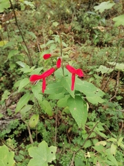 Salvia fulgens