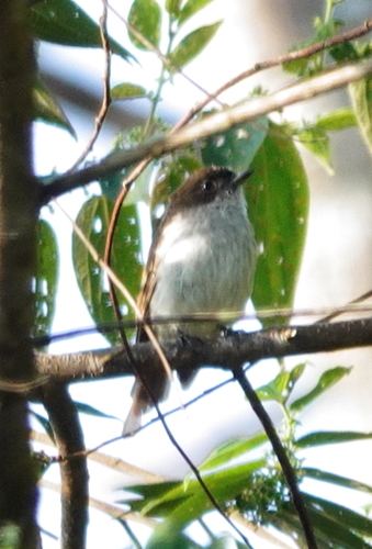 Buru Jungle Flycatcher (Eumyias additus), photo 3