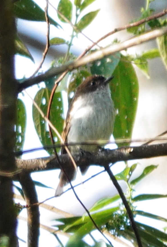 Buru Jungle Flycatcher illustration