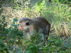 Macaca sinica