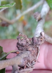 Andricus torreyaensis