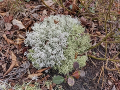 Cladonia rangiformis