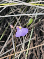 Utricularia barkeri