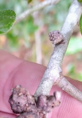 Andricus torreyaensis