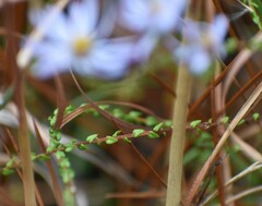 Symphyotrichum walteri