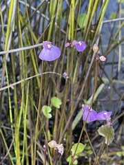 Utricularia barkeri
