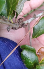 Andricus torreyaensis