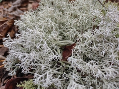 Cladonia rangiformis