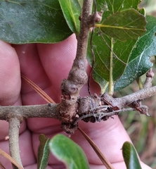 Andricus torreyaensis