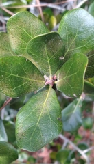 Andricus torreyaensis