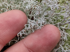 Cladonia rangiformis