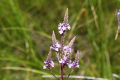 Verbena hastata