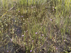 Utricularia dichotoma