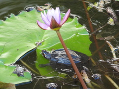Melanochelys trijuga