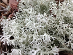 Cladonia rangiformis