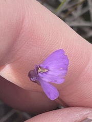 Utricularia dichotoma