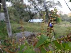 Salvia longispicata