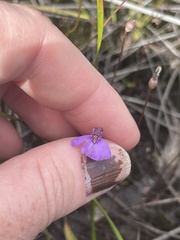 Utricularia dichotoma
