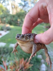 Rhinella dorbignyi