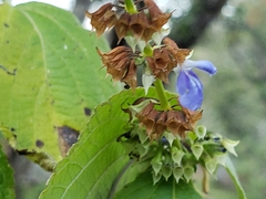 Salvia longispicata