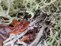 Cladonia rangiformis