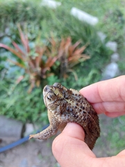 Rhinella dorbignyi