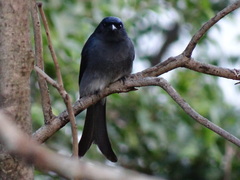 Dicrurus caerulescens