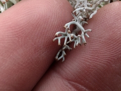 Cladonia rangiformis