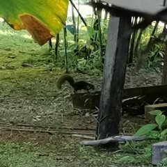 Sciurus granatensis