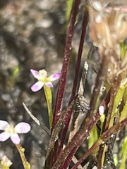 Stylidium despectum