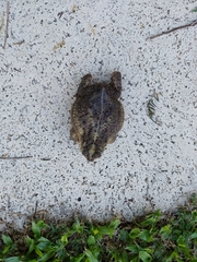 Rhinella dorbignyi