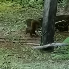 Sciurus granatensis