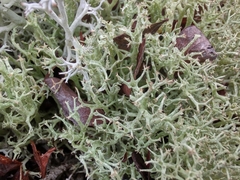 Cladonia rangiformis