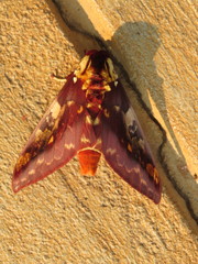 Citheronia phoronea