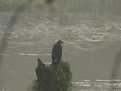 Haliaeetus ichthyaetus