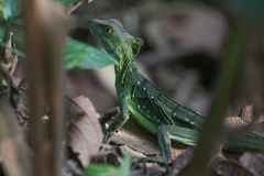 Basiliscus plumifrons