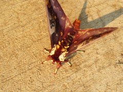 Citheronia phoronea