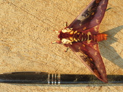 Citheronia phoronea