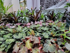 Fittonia albivenis