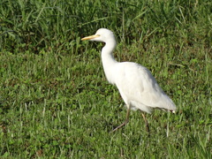Bubulcus ibis